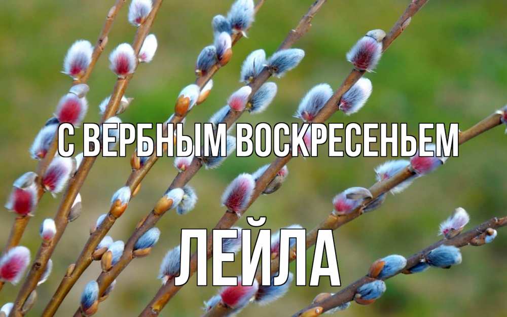 Открытка на каждый день с именем, Лейла С вербным воскресеньем верба Прикольная открытка с пожеланием онлайн скачать бесплатно 