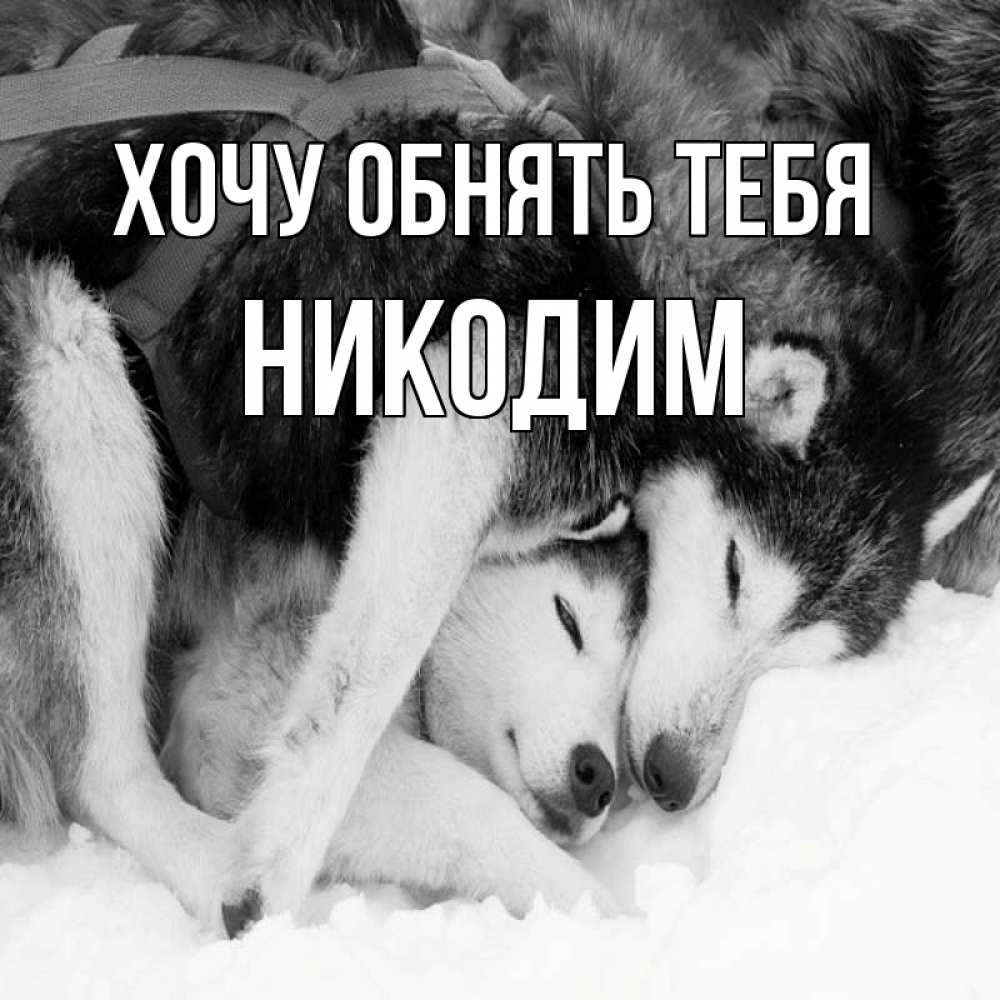 Открытка на каждый день с именем, Никодим Хочу обнять тебя собачки в упряжке Прикольная открытка с пожеланием онлайн скачать бесплатно 