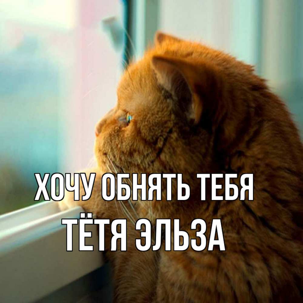 Открытка на каждый день с именем, Тётя-Эльза Хочу обнять тебя большой огромный рыжий котяра Прикольная открытка с пожеланием онлайн скачать бесплатно 