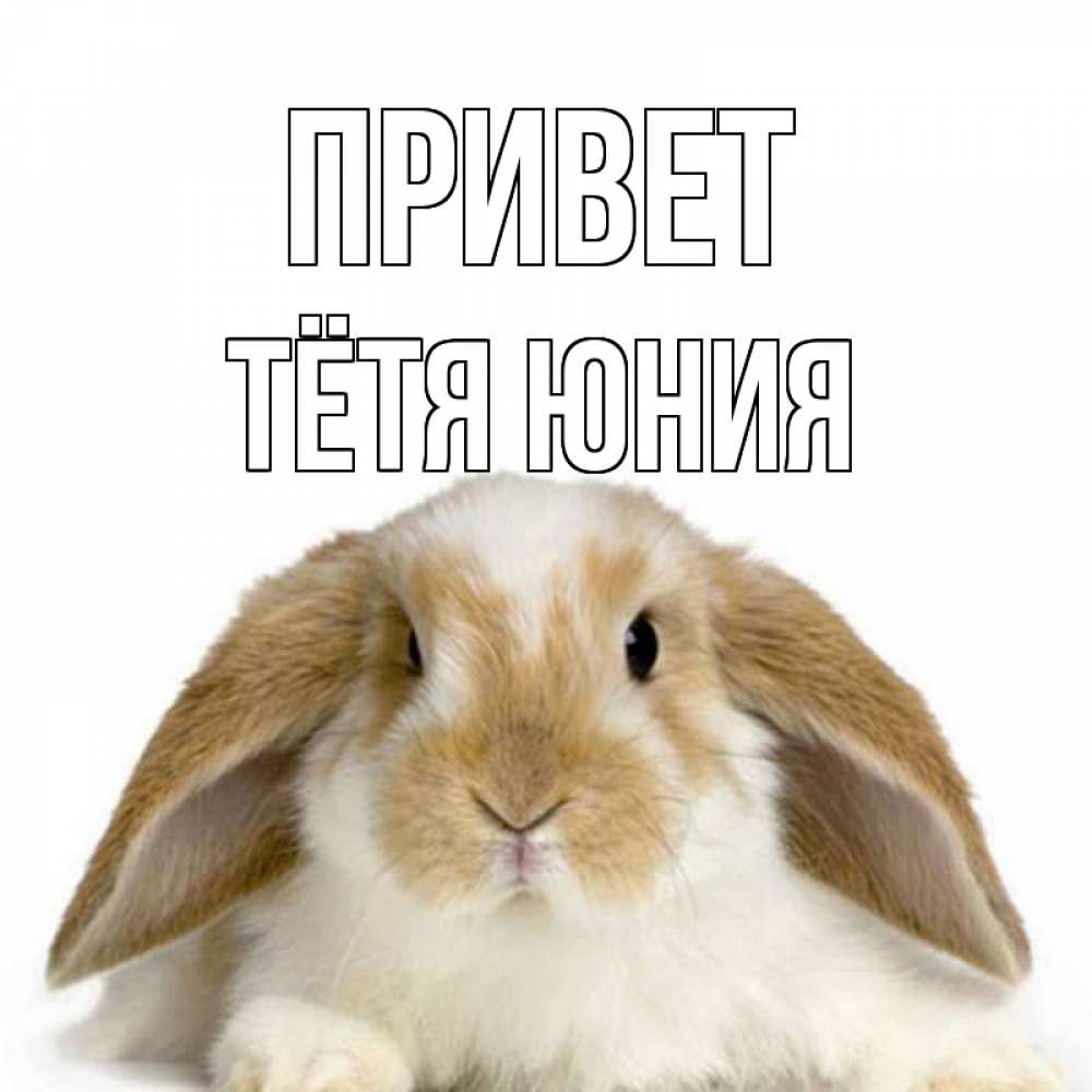 Открытка на каждый день с именем, Тётя-Юния Привет с животными Прикольная открытка с пожеланием онлайн скачать бесплатно 
