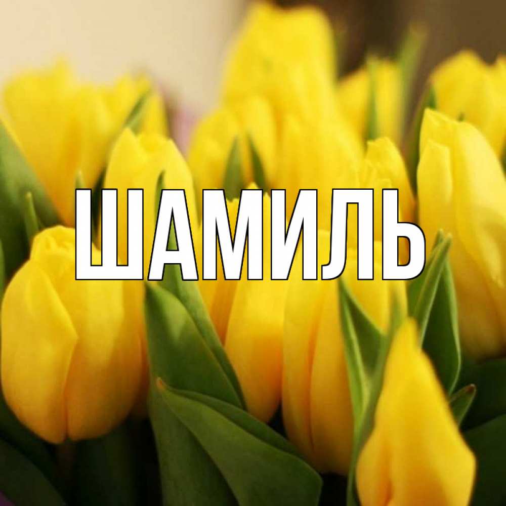 Открытка на каждый день с именем, Шамиль Главная цветы Прикольная открытка с пожеланием онлайн скачать бесплатно 
