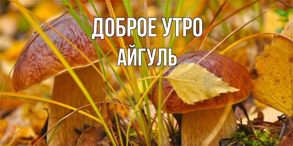 Открытка на каждый день с именем, Айгуль Доброе утро осенние грибы Прикольная открытка с пожеланием онлайн скачать бесплатно 