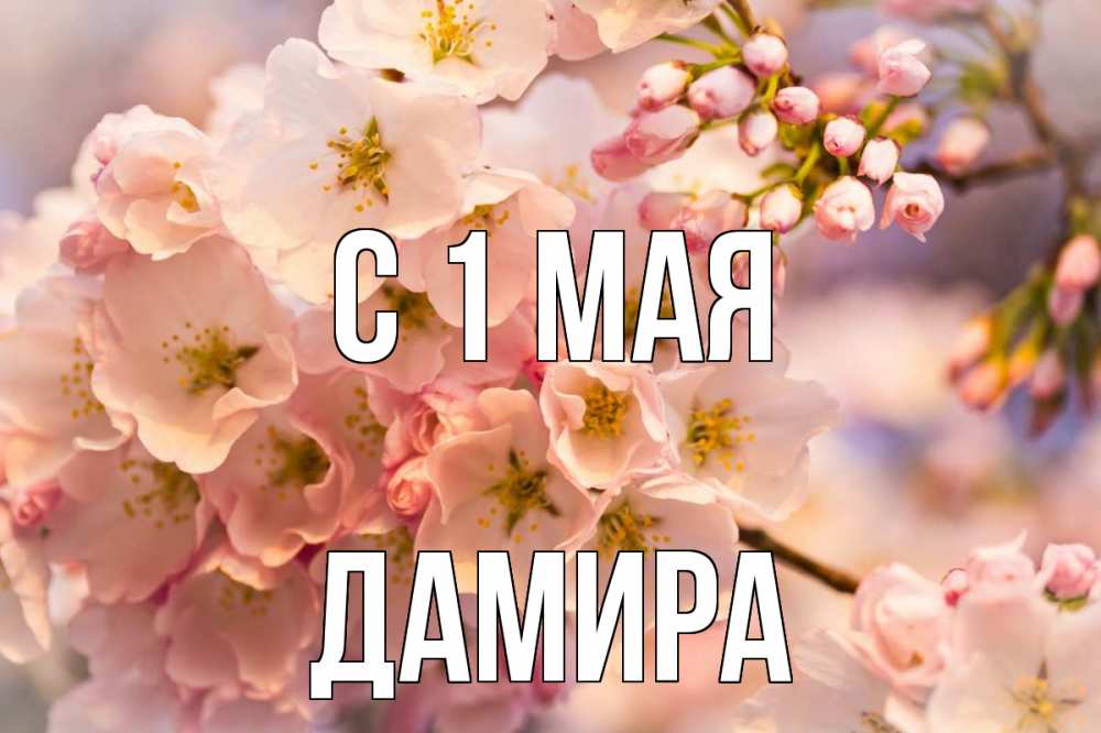 Открытка на каждый день с именем, Дамира С 1 мая С 1 мая Прикольная открытка с пожеланием онлайн скачать бесплатно 