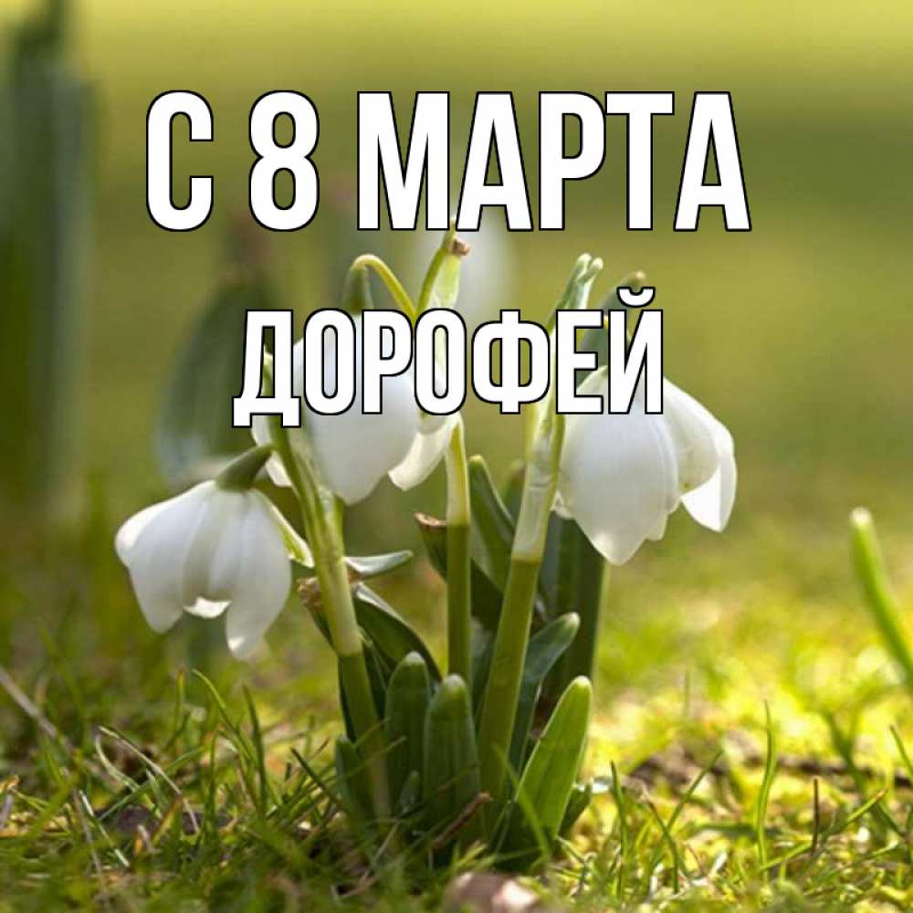 Открытка на каждый день с именем, Дорофей С 8 марта ранние цветы 2 Прикольная открытка с пожеланием онлайн скачать бесплатно 