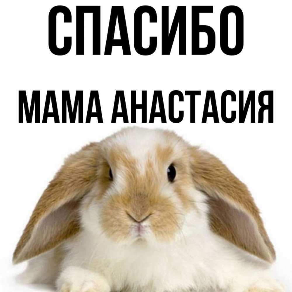 Открытка на каждый день с именем, Мама-Анастасия Спасибо коричнево белый заяц Прикольная открытка с пожеланием онлайн скачать бесплатно 