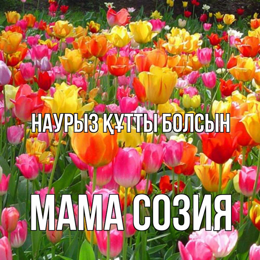Открытка на каждый день с именем, Мама-Созия Наурыз құтты болсын на наурыз  ура ура Прикольная открытка с пожеланием онлайн скачать бесплатно 