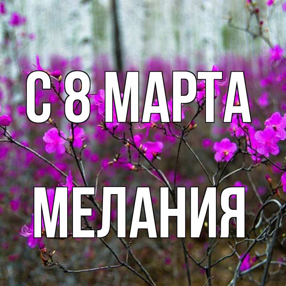 Открытка на каждый день с именем, Мелания С 8 МАРТА дикие цветы Прикольная открытка с пожеланием онлайн скачать бесплатно 