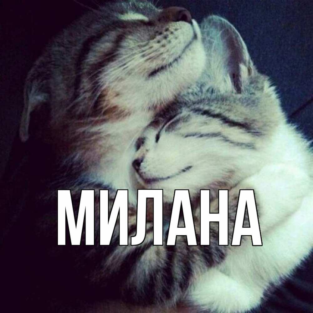 Открытка на каждый день с именем, Милана Главная полосатики Прикольная открытка с пожеланием онлайн скачать бесплатно 