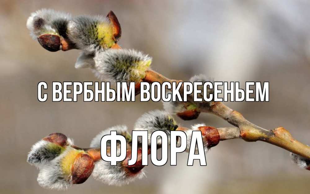 Открытка на каждый день с именем, Флора С вербным воскресеньем Верба Прикольная открытка с пожеланием онлайн скачать бесплатно 