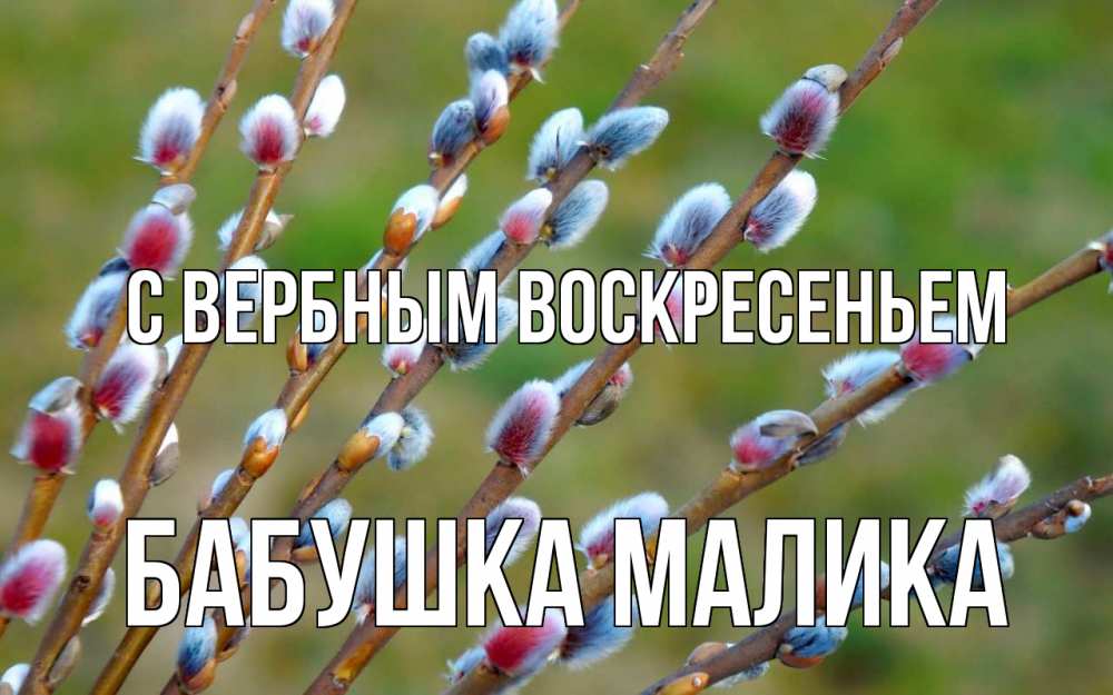 Открытка на каждый день с именем, Бабушка-Малика С вербным воскресеньем верба Прикольная открытка с пожеланием онлайн скачать бесплатно 
