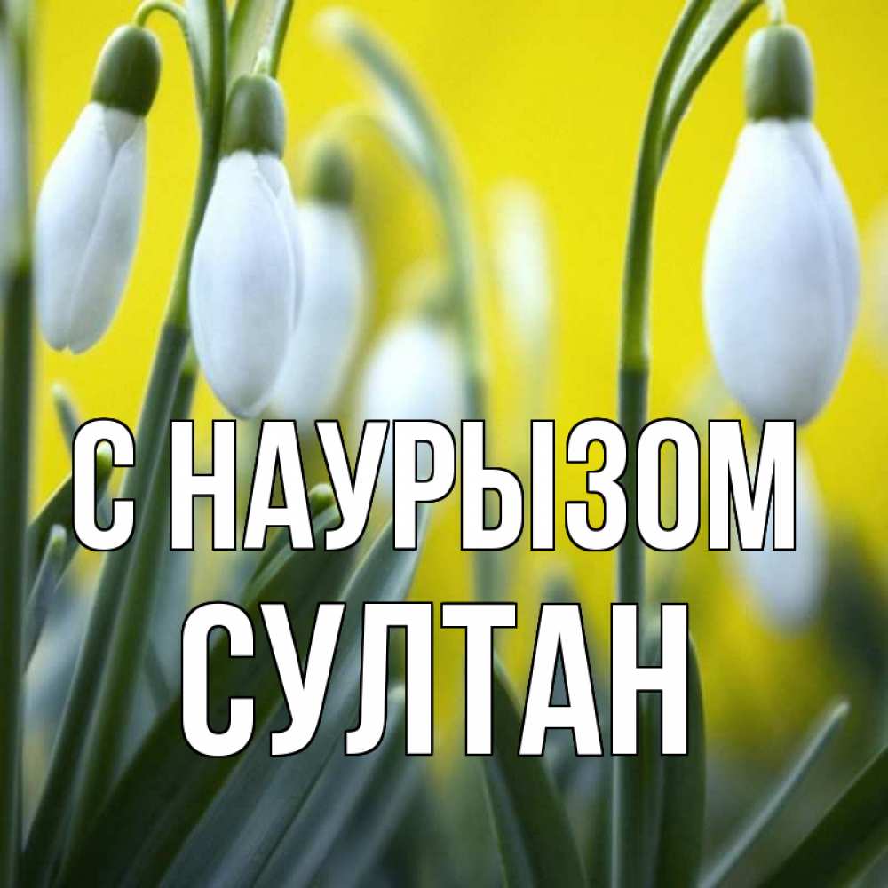 Открытка на каждый день с именем, Султан С наурызом весенние цветы Прикольная открытка с пожеланием онлайн скачать бесплатно 
