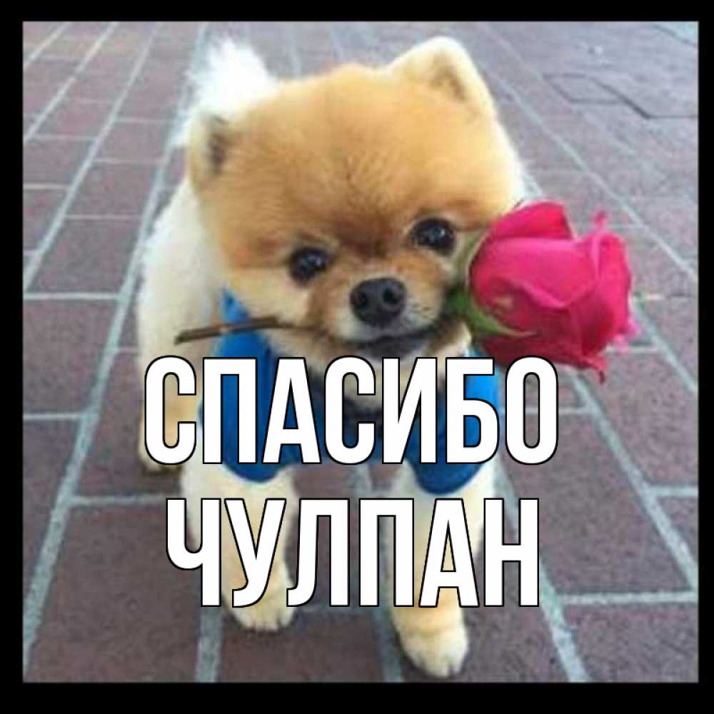 Открытка на каждый день с именем, Чулпан Спасибо спасибо и дарю тебе цветок Прикольная открытка с пожеланием онлайн скачать бесплатно 