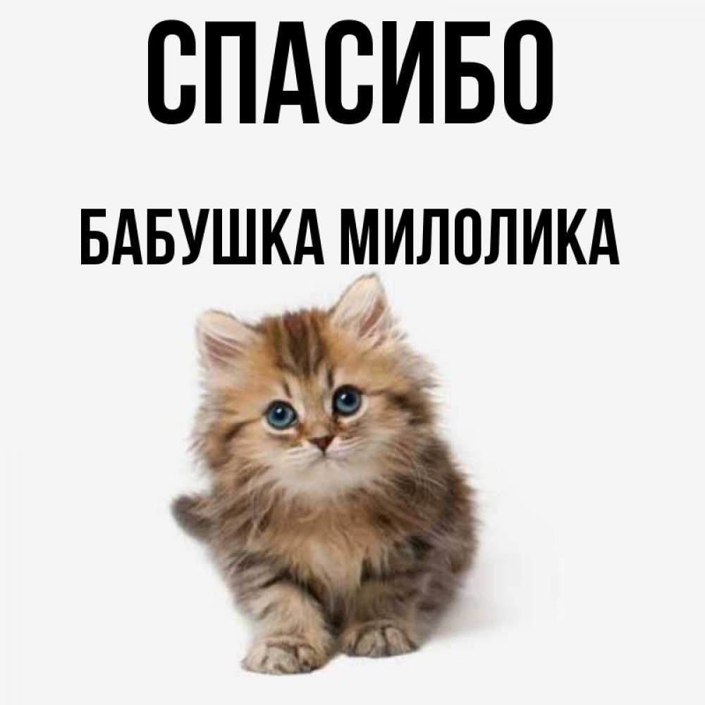 Открытка на каждый день с именем, Бабушка-Милолика Спасибо пушистый котик Прикольная открытка с пожеланием онлайн скачать бесплатно 