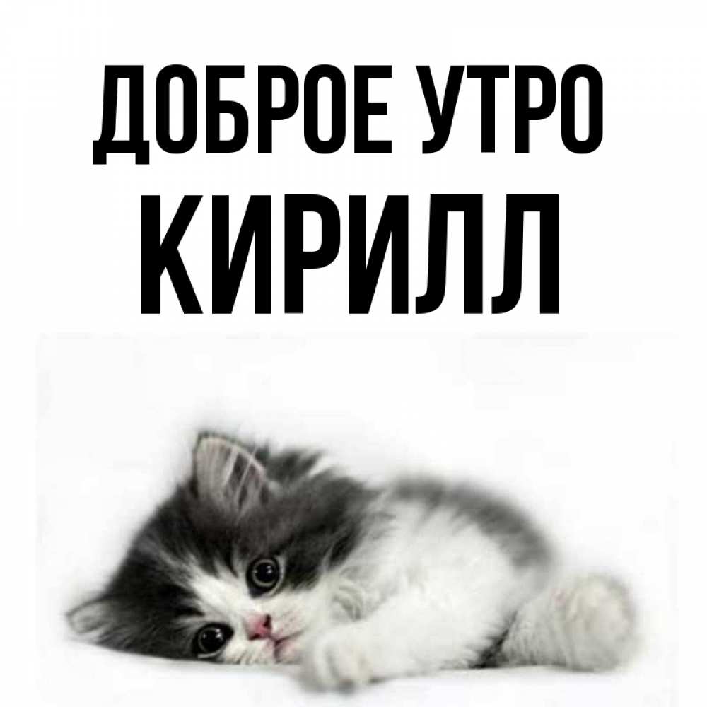 Открытка на каждый день с именем, Кирилл Доброе утро кот лапки Прикольная открытка с пожеланием онлайн скачать бесплатно 