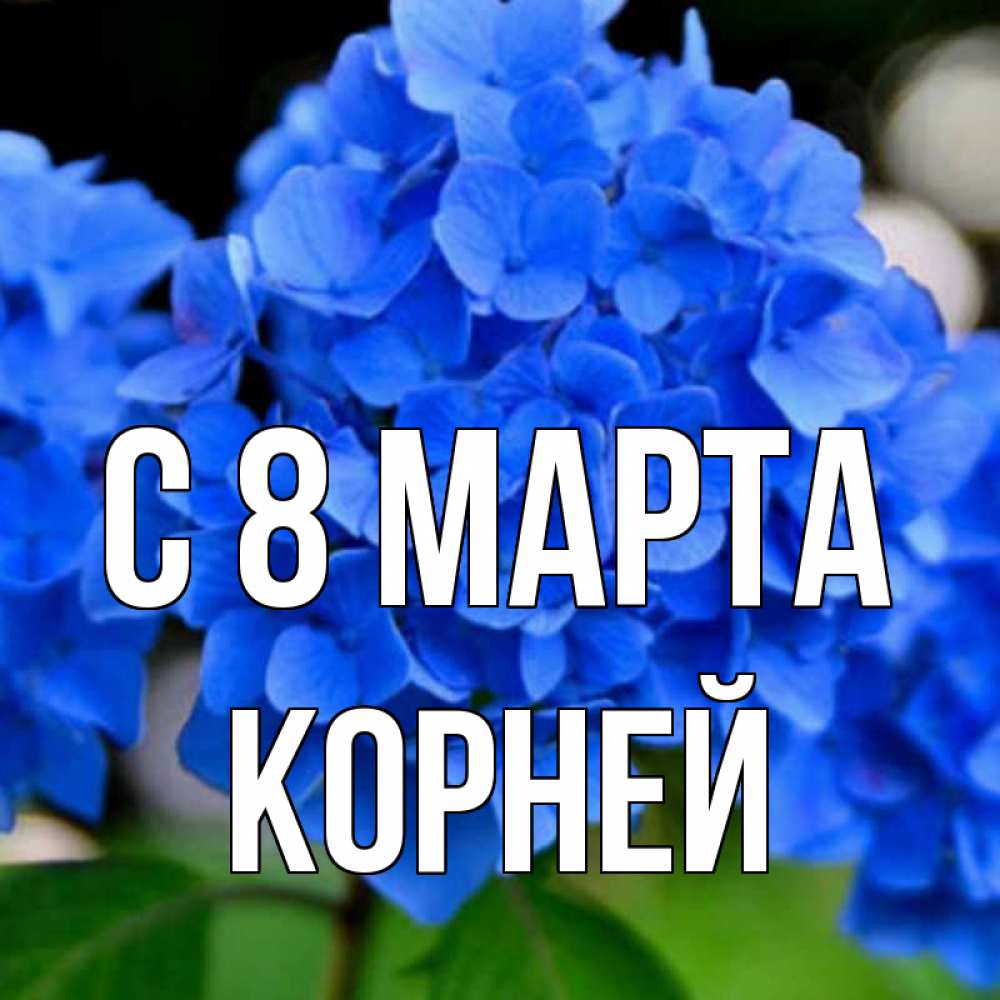 Открытка на каждый день с именем, Корней С 8 МАРТА синие цветы Прикольная открытка с пожеланием онлайн скачать бесплатно 