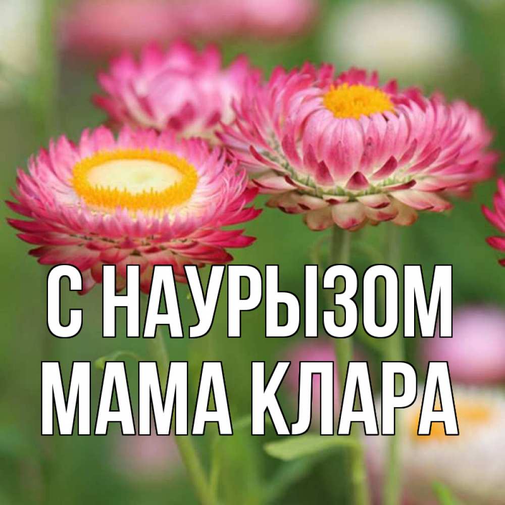 Открытка на каждый день с именем, Мама-Клара С наурызом подарок на международный женский день Прикольная открытка с пожеланием онлайн скачать бесплатно 