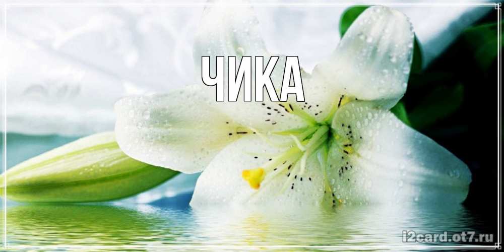 Открытка на каждый день с именем, Чика Главная лилия на открытке ко дню рождения Прикольная открытка с пожеланием онлайн скачать бесплатно 