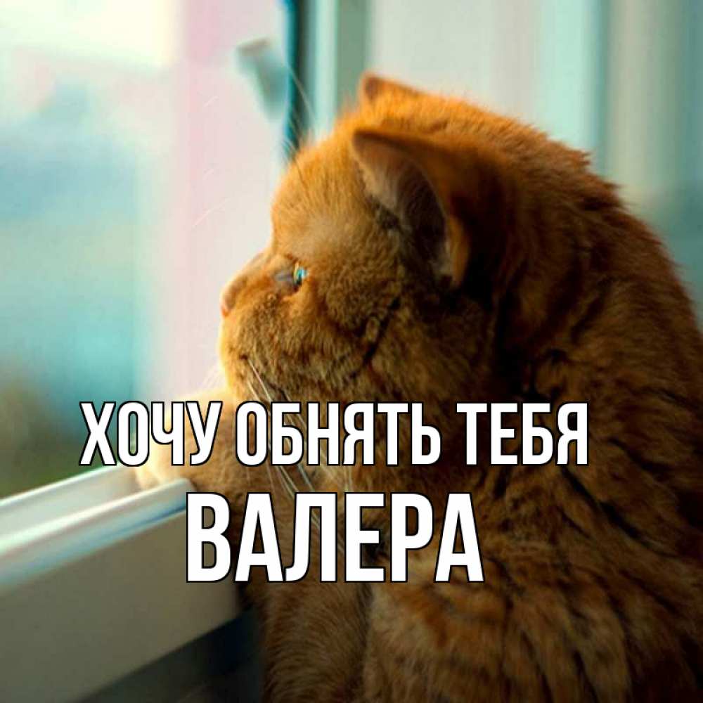 Открытка на каждый день с именем, Валера Хочу обнять тебя большой огромный рыжий котяра Прикольная открытка с пожеланием онлайн скачать бесплатно 
