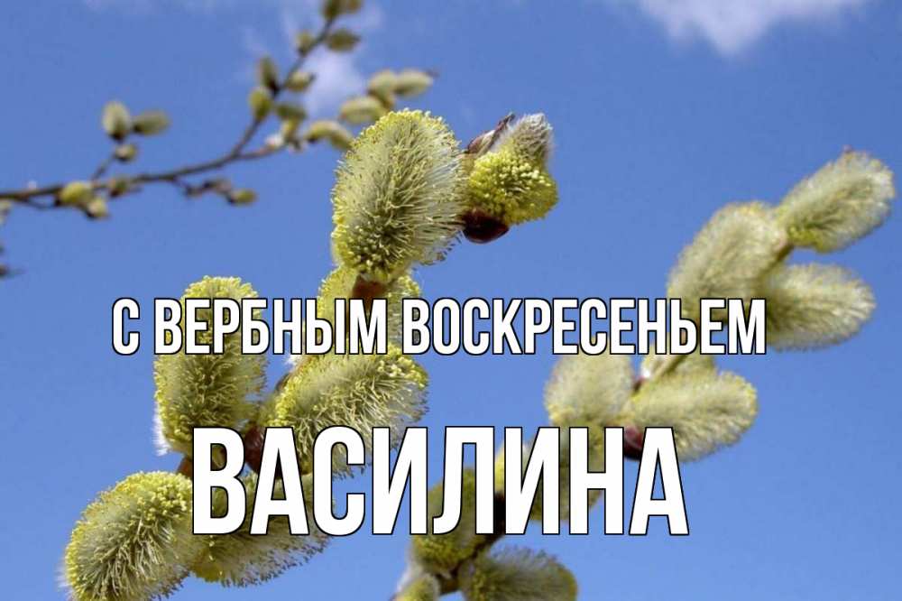 Открытка на каждый день с именем, Василина С вербным воскресеньем верба Прикольная открытка с пожеланием онлайн скачать бесплатно 