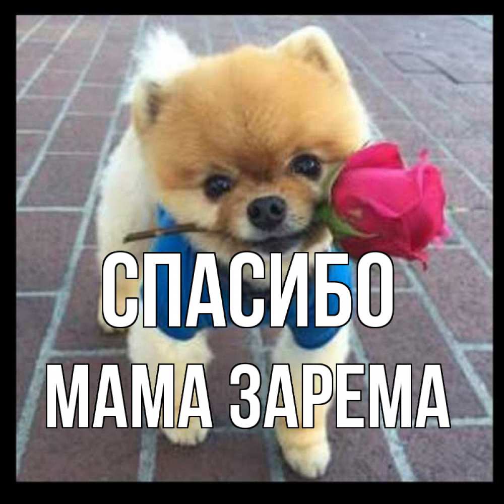 Открытка на каждый день с именем, Мама-Зарема Спасибо спасибо и дарю тебе цветок Прикольная открытка с пожеланием онлайн скачать бесплатно 