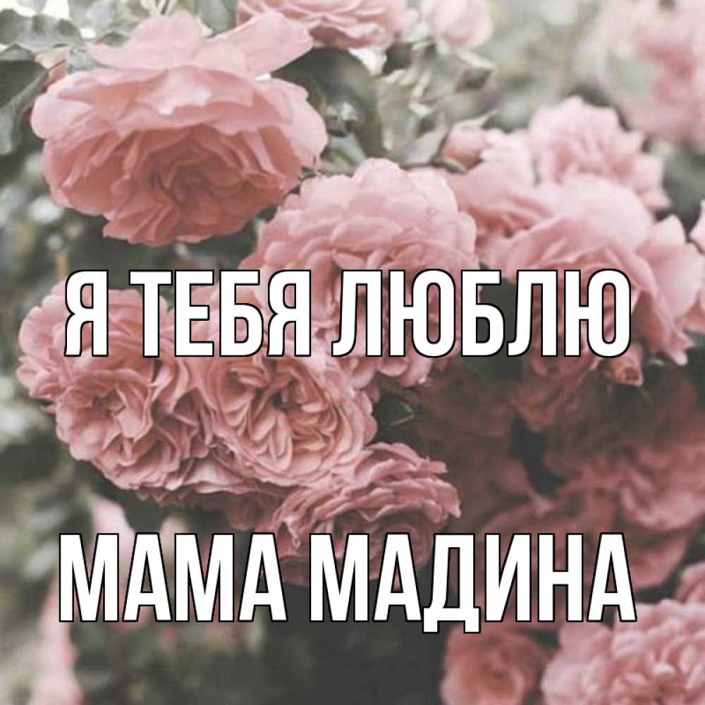 Открытка на каждый день с именем, Мама-Мадина Я тебя люблю розы 3 Прикольная открытка с пожеланием онлайн скачать бесплатно 