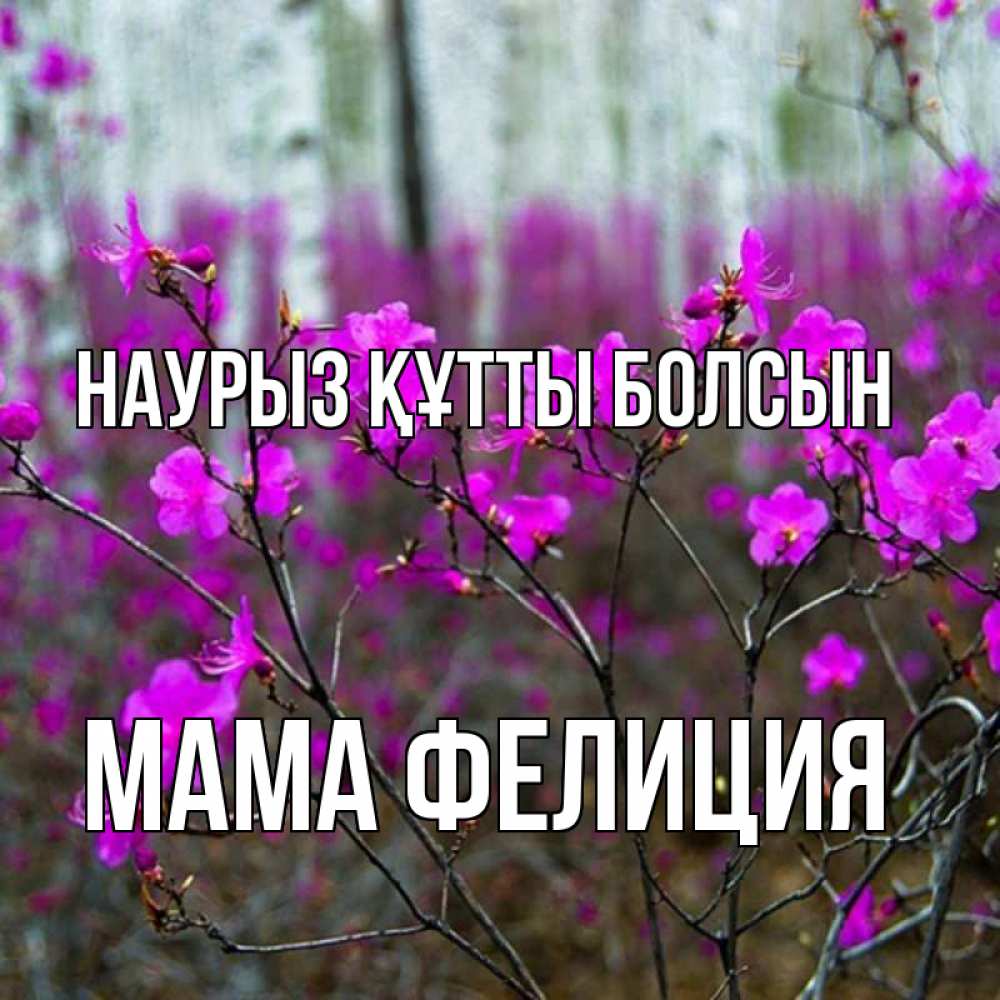 Открытка на каждый день с именем, Мама-Фелиция Наурыз құтты болсын дикие цветы Прикольная открытка с пожеланием онлайн скачать бесплатно 