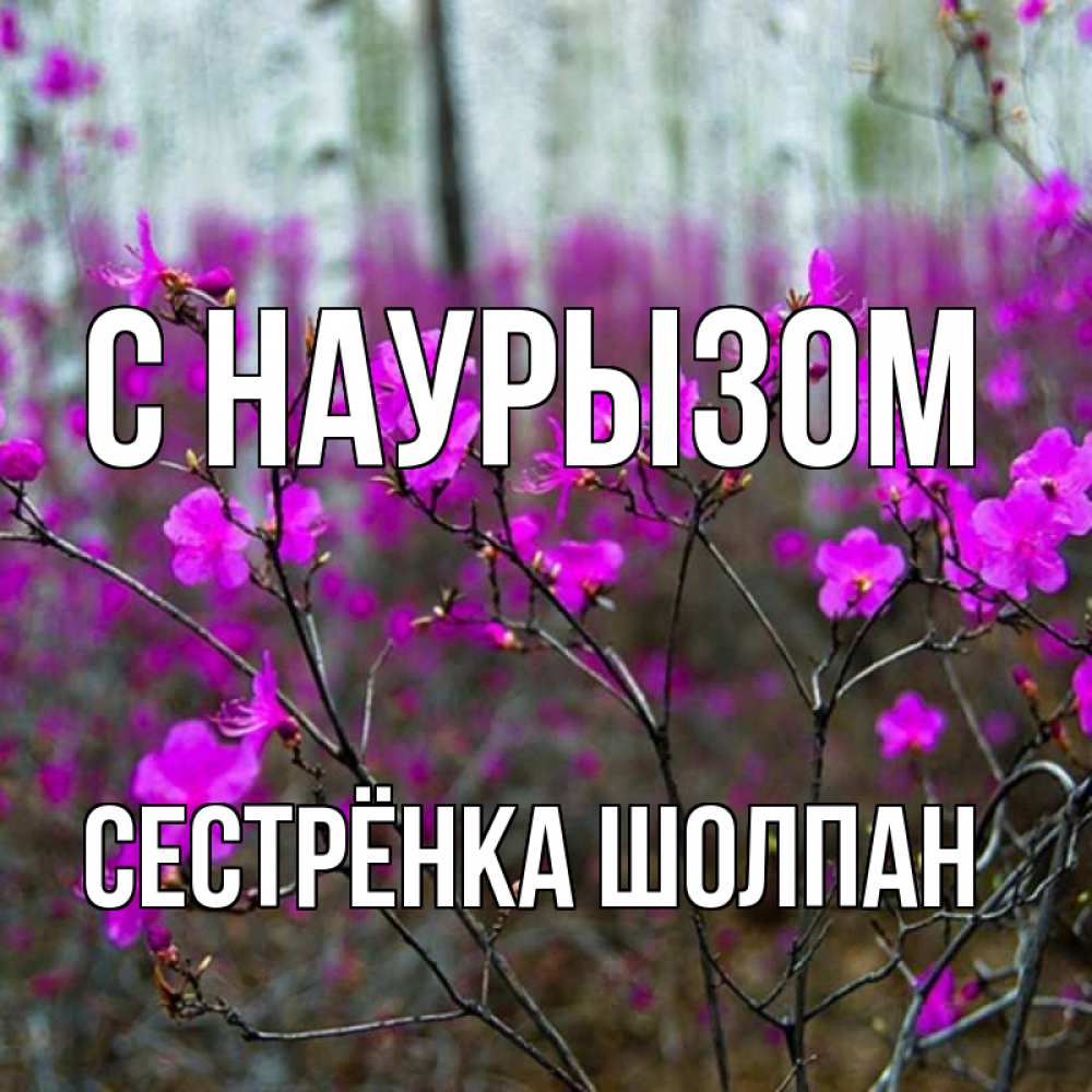 Открытка на каждый день с именем, Сестрёнка-Шолпан С наурызом дикие цветы Прикольная открытка с пожеланием онлайн скачать бесплатно 
