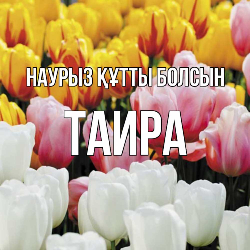 Открытка на каждый день с именем, Таира Наурыз құтты болсын разноцветные цветы Прикольная открытка с пожеланием онлайн скачать бесплатно 