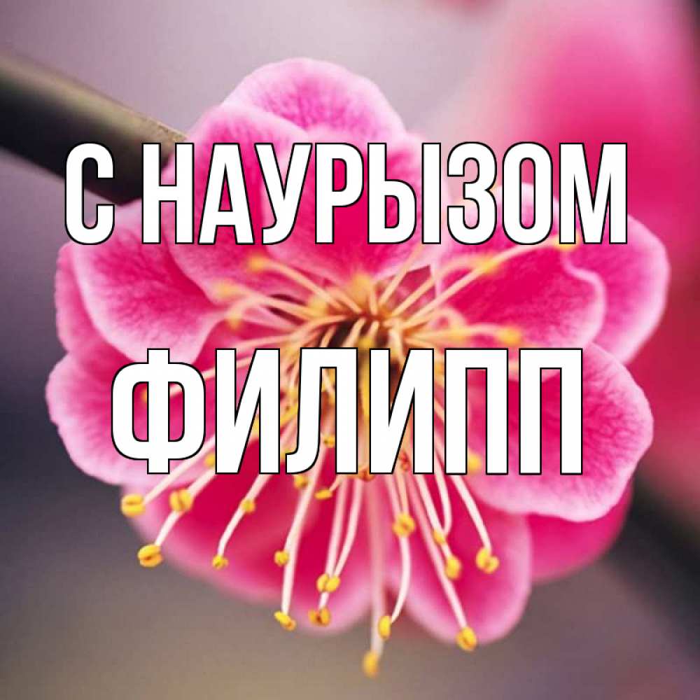 Открытка на каждый день с именем, Филипп С наурызом цветы Прикольная открытка с пожеланием онлайн скачать бесплатно 