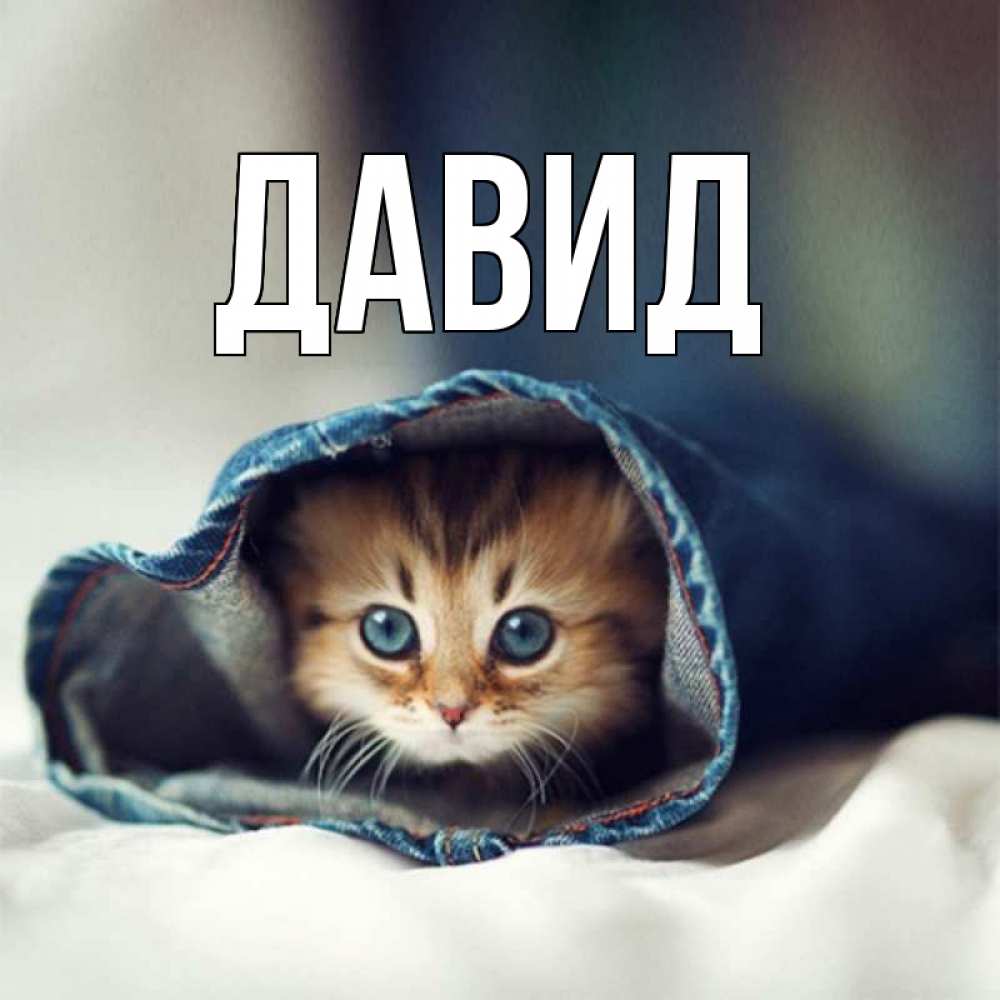 Крутые картинки с именем давид, новой