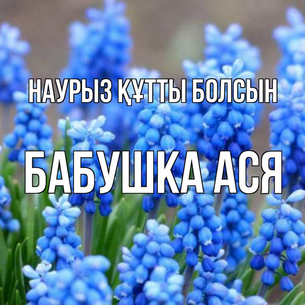 Открытка на каждый день с именем, Бабушка-Ася Наурыз құтты болсын Поздравительная открытка для женщин с цветами на праздничную дату Прикольная открытка с пожеланием онлайн скачать бесплатно 