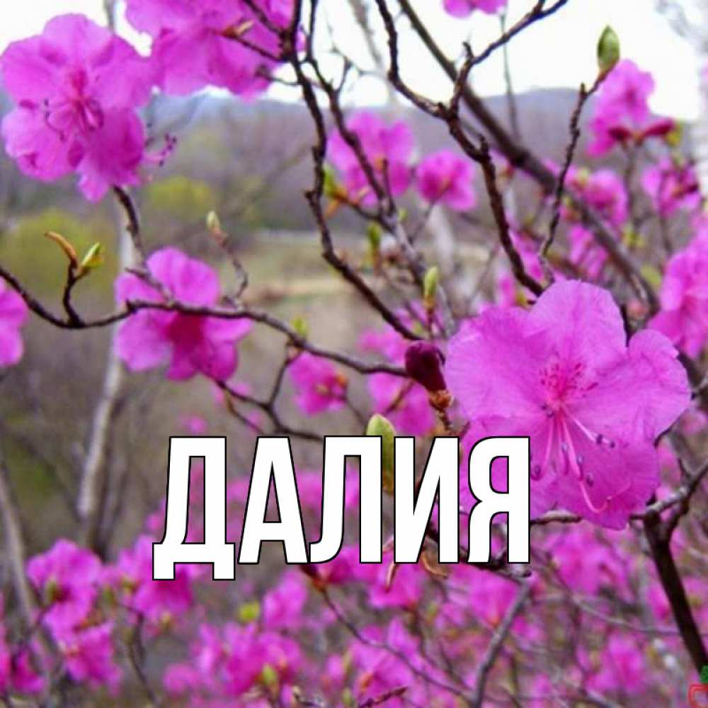Картинка  с именем , Далия