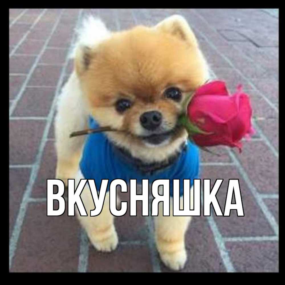 Открытка на каждый день с именем, Вкусняшка Главная роза в зубах Прикольная открытка с пожеланием онлайн скачать бесплатно 