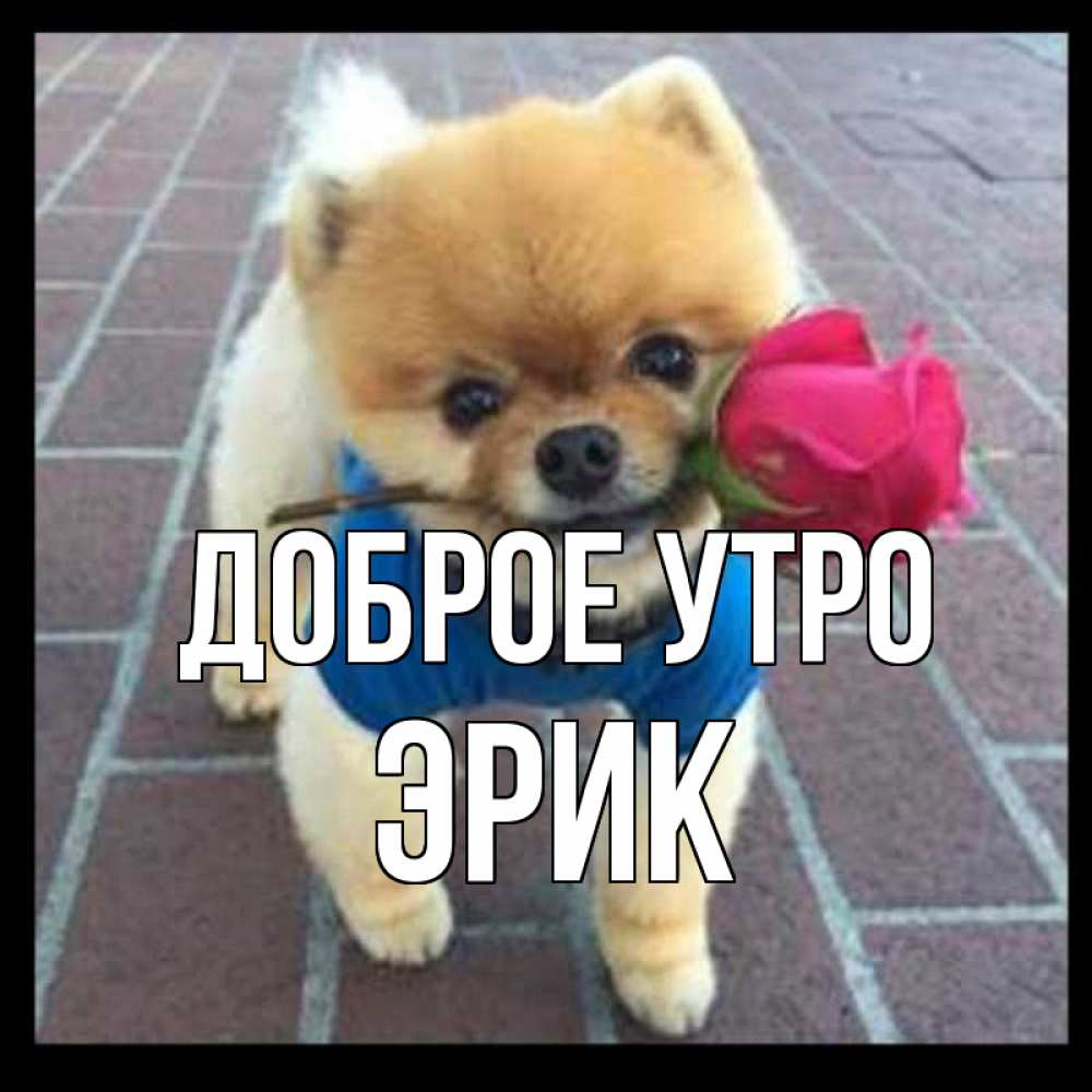 Открытка на каждый день с именем, Эрик Доброе утро роза в зубах Прикольная открытка с пожеланием онлайн скачать бесплатно 