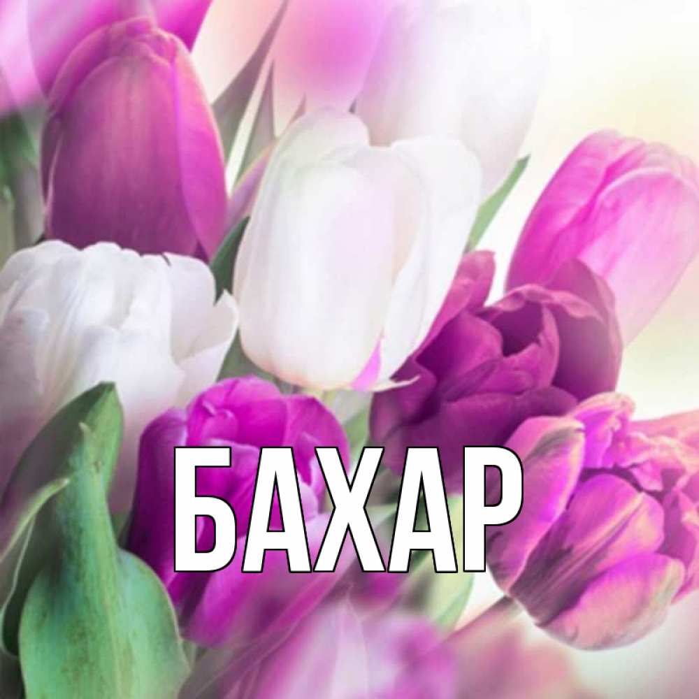 Открытка на каждый день с именем, Бахар Главная весна 1 Прикольная открытка с пожеланием онлайн скачать бесплатно 