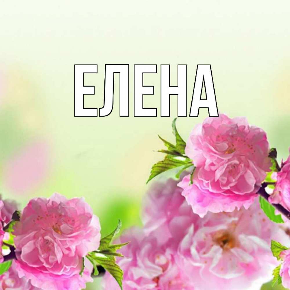 Открытка на каждый день с именем, Елена Главная цветы Прикольная открытка с пожеланием онлайн скачать бесплатно 