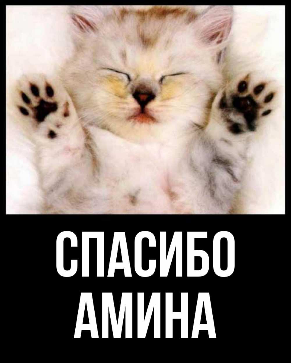 Открытка на каждый день с именем, Амина Спасибо маленький котенок Прикольная открытка с пожеланием онлайн скачать бесплатно 