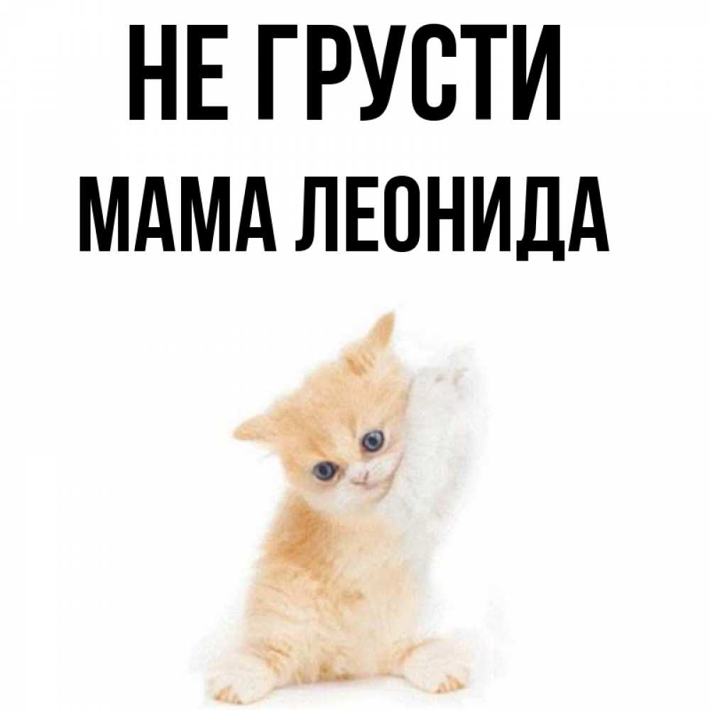 Открытка на каждый день с именем, Мама-Леонида Не грусти просящий кот Прикольная открытка с пожеланием онлайн скачать бесплатно 