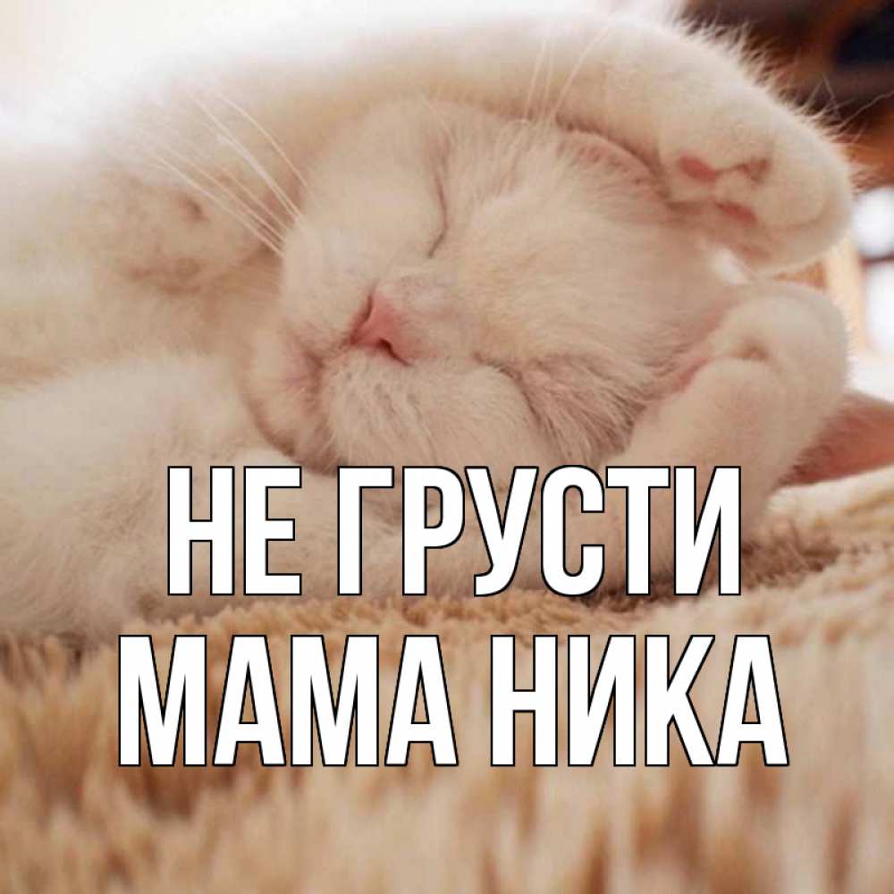 Открытка на каждый день с именем, Мама-Ника Не грусти белый кот Прикольная открытка с пожеланием онлайн скачать бесплатно 