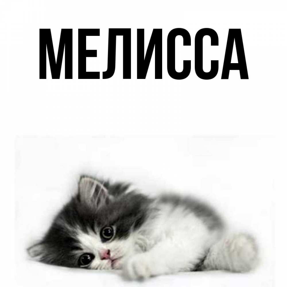 Открытка на каждый день с именем, Мелисса Главная черный и белый кот Прикольная открытка с пожеланием онлайн скачать бесплатно 