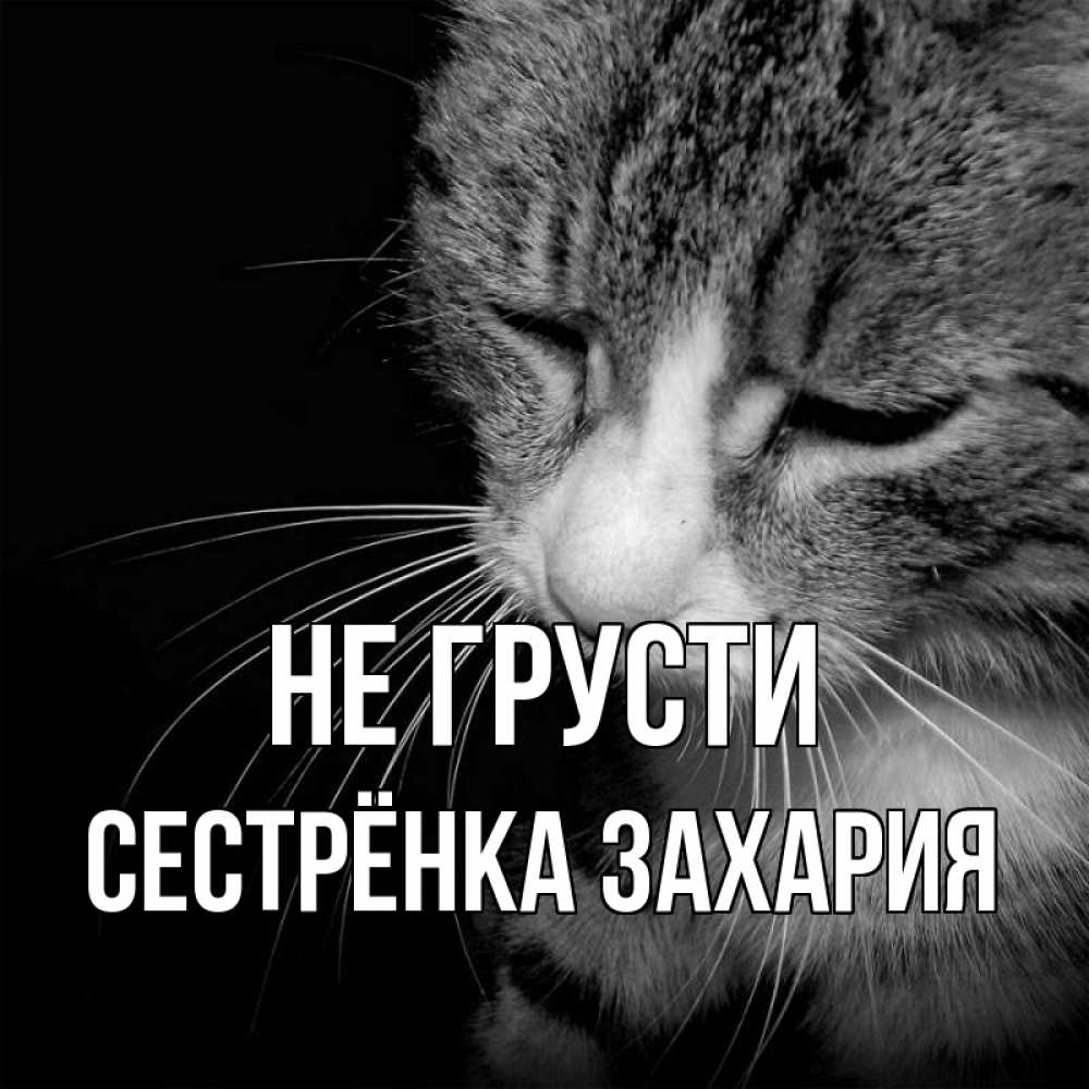 Открытка на каждый день с именем, Сестрёнка-Захария Не грусти грустный котик Прикольная открытка с пожеланием онлайн скачать бесплатно 