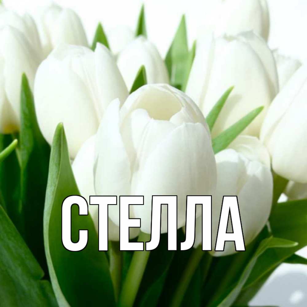 Открытка на каждый день с именем, Стелла Главная цветы Прикольная открытка с пожеланием онлайн скачать бесплатно 
