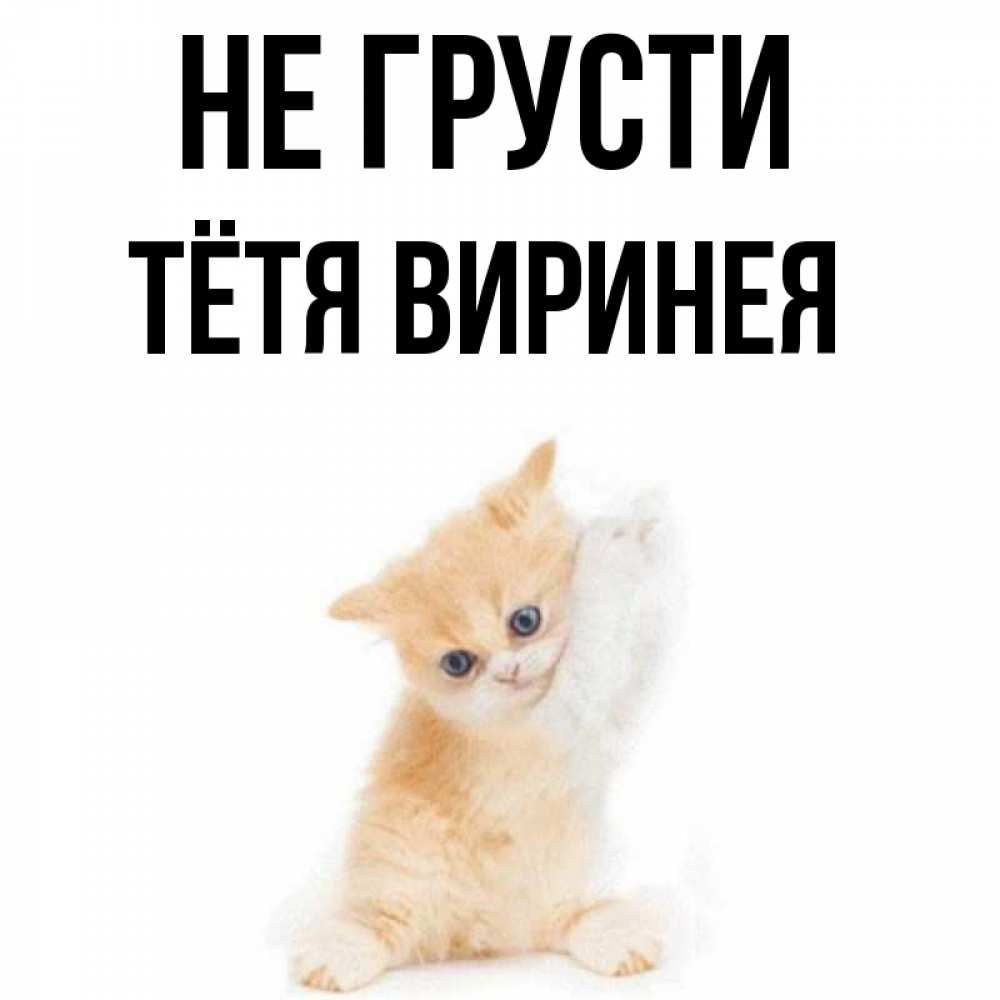 Открытка на каждый день с именем, Тётя-Виринея Не грусти просящий кот Прикольная открытка с пожеланием онлайн скачать бесплатно 