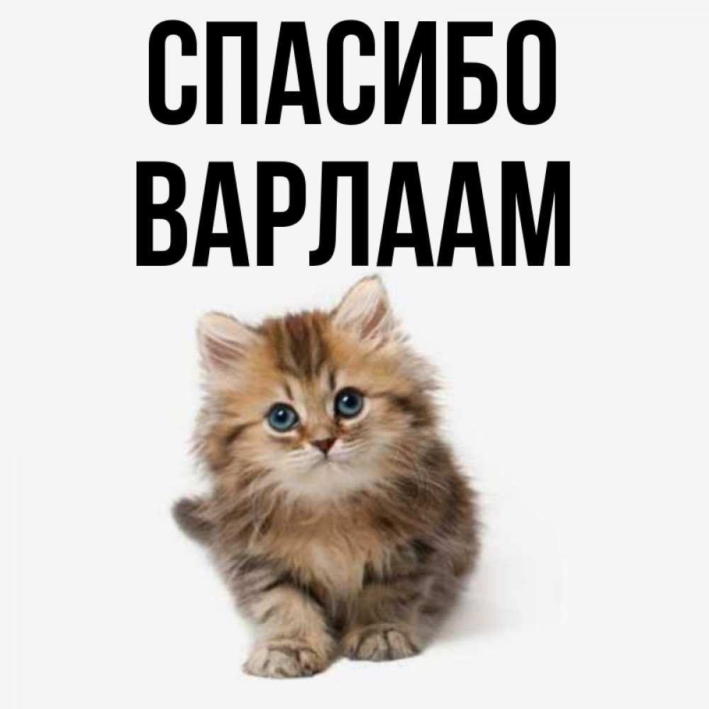 Открытка на каждый день с именем, Варлаам Спасибо пушистый котик Прикольная открытка с пожеланием онлайн скачать бесплатно 