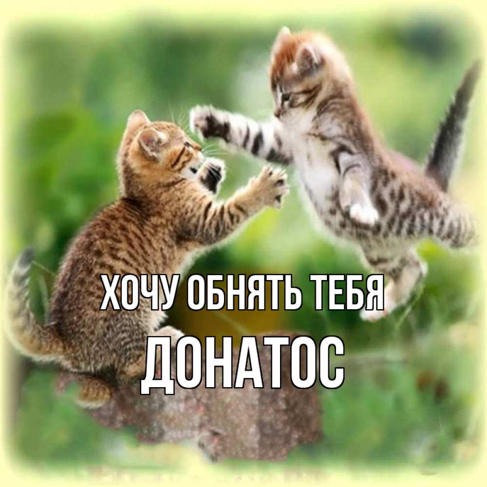 Открытка на каждый день с именем, Донатос Хочу обнять тебя игры котят Прикольная открытка с пожеланием онлайн скачать бесплатно 