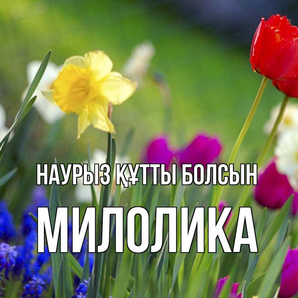 Открытка на каждый день с именем, Милолика Наурыз құтты болсын наурыз  3 открытки Прикольная открытка с пожеланием онлайн скачать бесплатно 