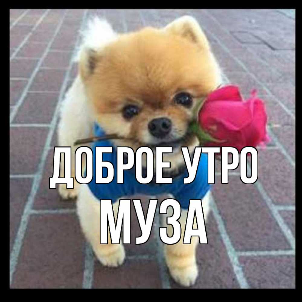 Открытка на каждый день с именем, Муза Доброе утро роза в зубах Прикольная открытка с пожеланием онлайн скачать бесплатно 