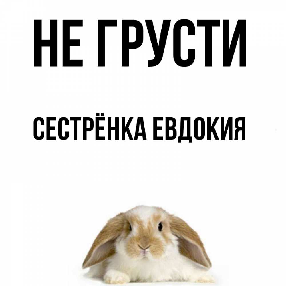 Открытка на каждый день с именем, Сестрёнка-Евдокия Не грусти коричнево белый заяц с большими ушками Прикольная открытка с пожеланием онлайн скачать бесплатно 