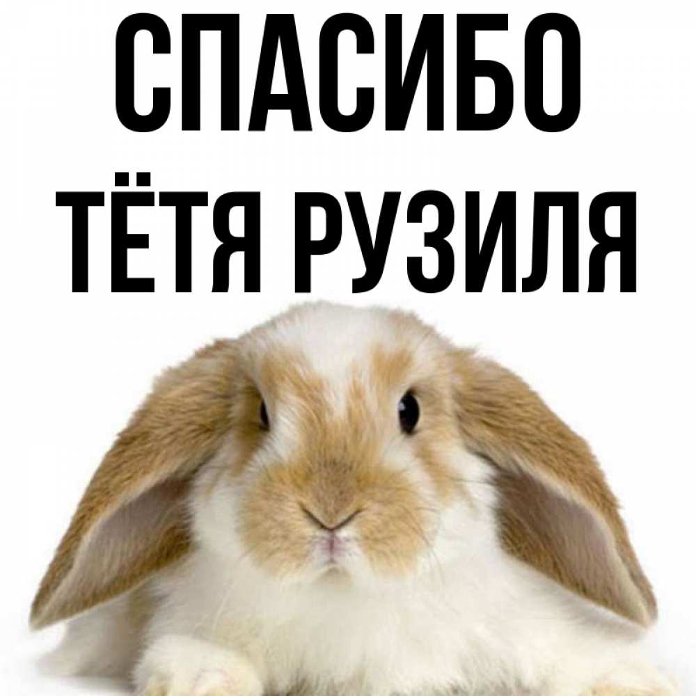 Открытка на каждый день с именем, Тётя-Рузиля Спасибо коричнево белый заяц Прикольная открытка с пожеланием онлайн скачать бесплатно 