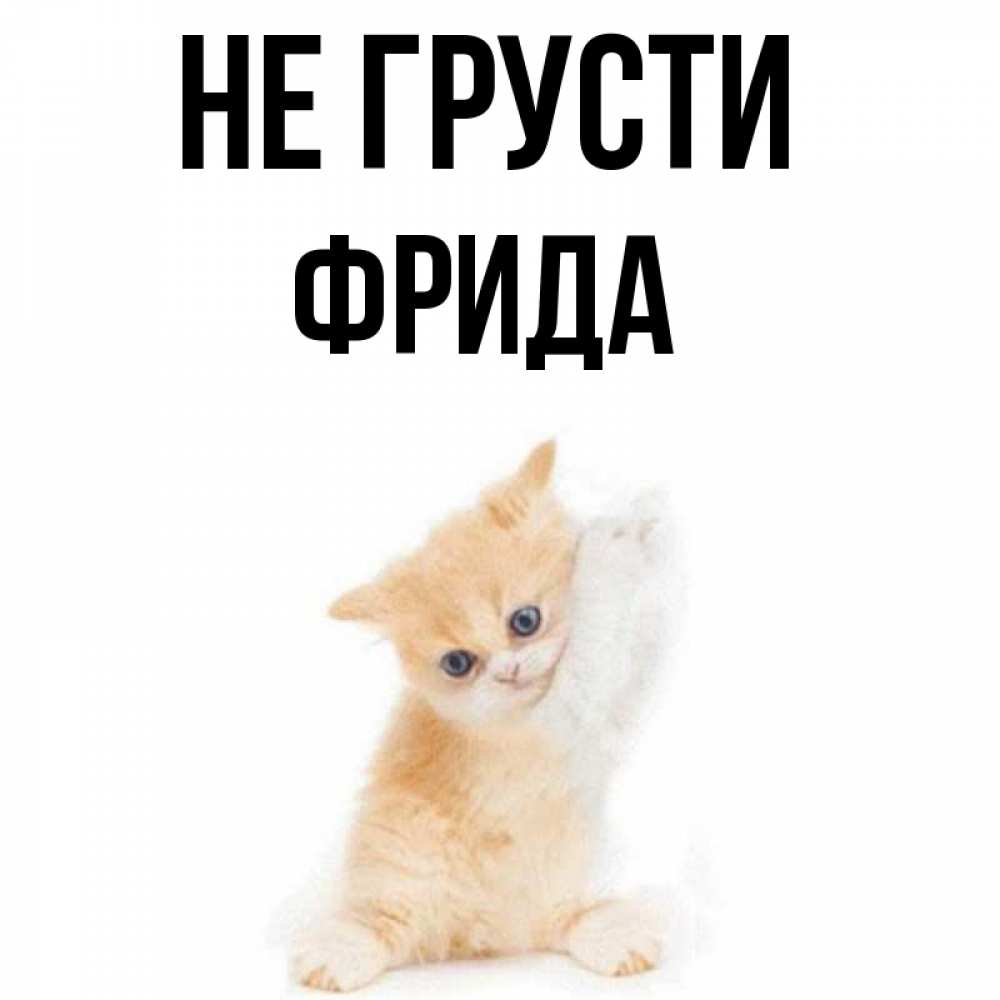 Открытка на каждый день с именем, Фрида Не грусти просящий кот Прикольная открытка с пожеланием онлайн скачать бесплатно 